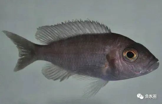 三湖慈鲷马鲷孔雀珍珠系能长多大,三湖慈鲷之孔雀