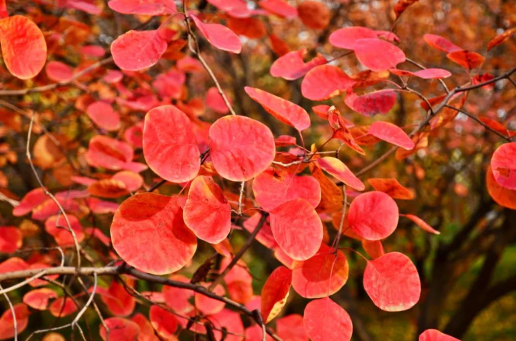 沈阳植物园一日游攻略图,沈阳植物园一日游详细攻略