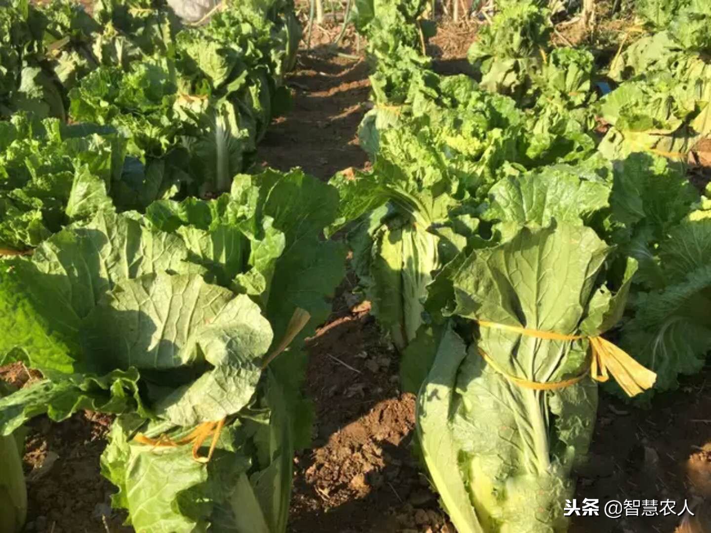 大白菜干烧心的三个解救方法,大白菜干烧心喷什么药