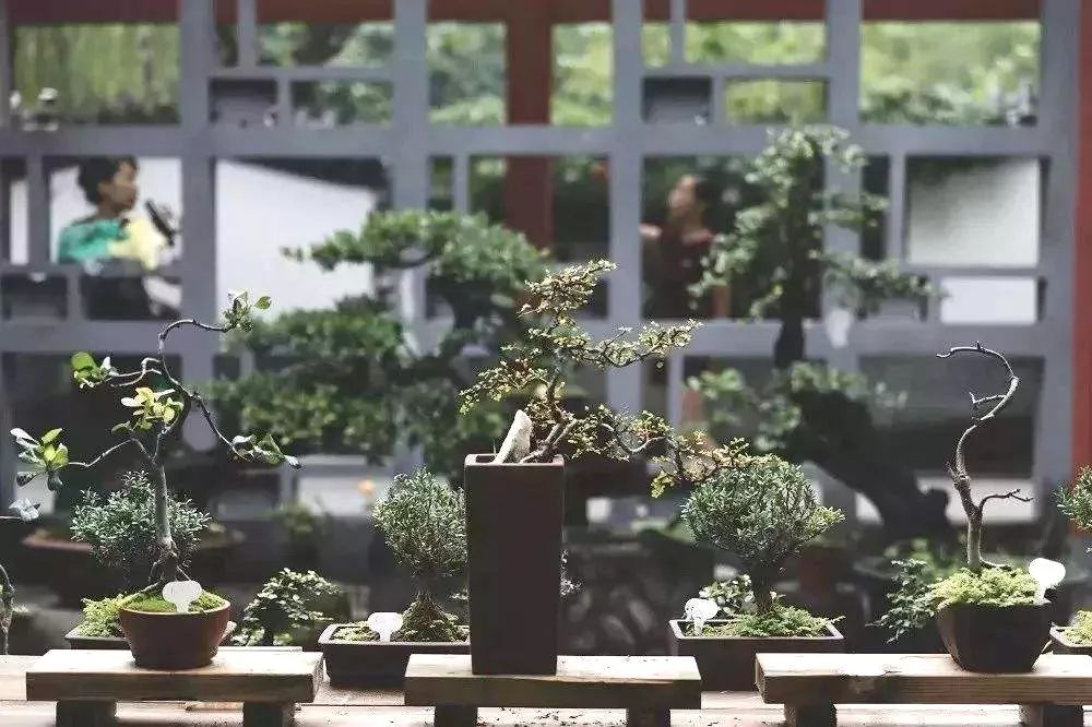 用根雕边角废料拼凑简单山水盆景,山水盆景制作基础方法入门