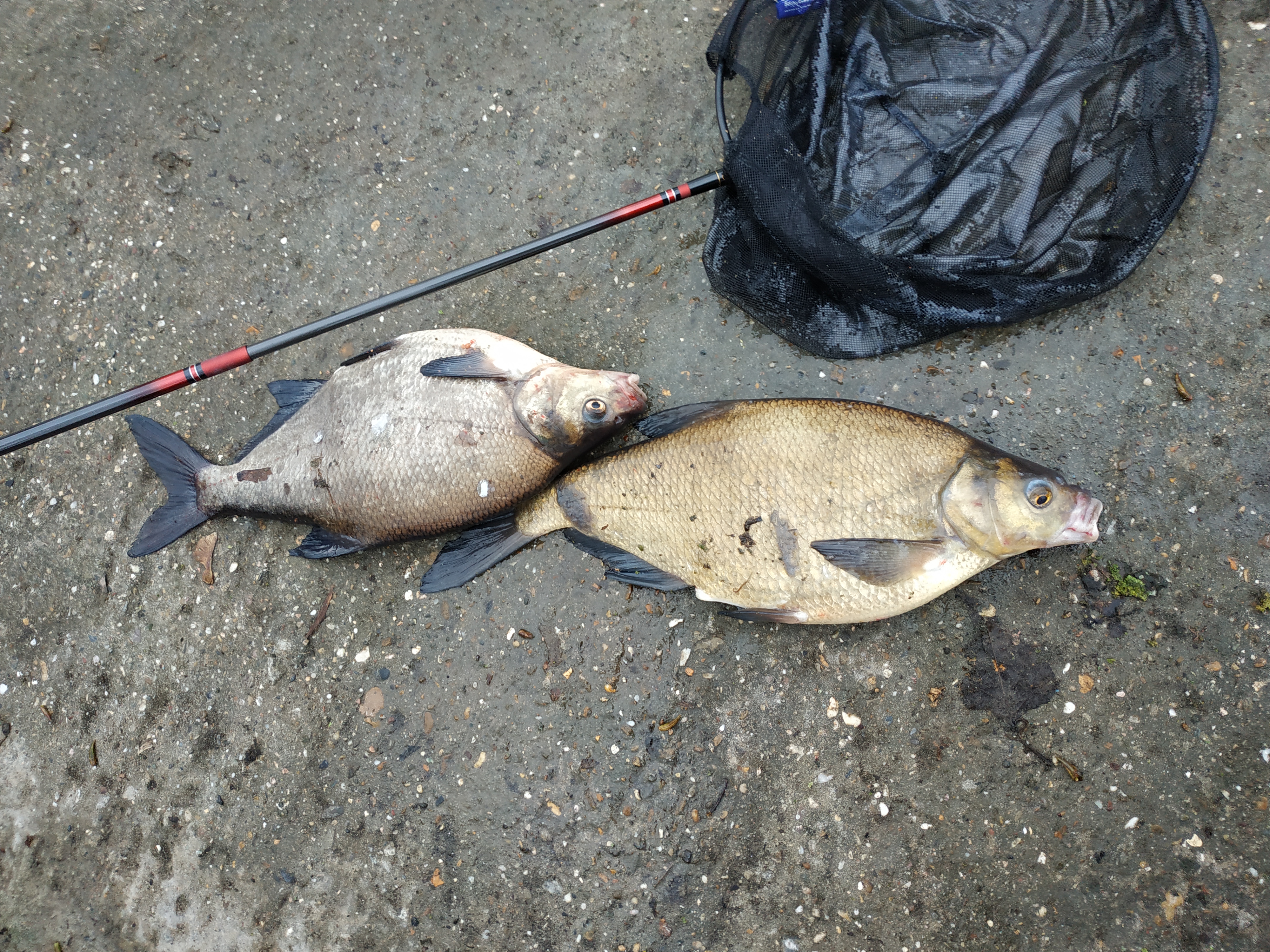 欧洲钓欧鳊,欧鳊的钓法