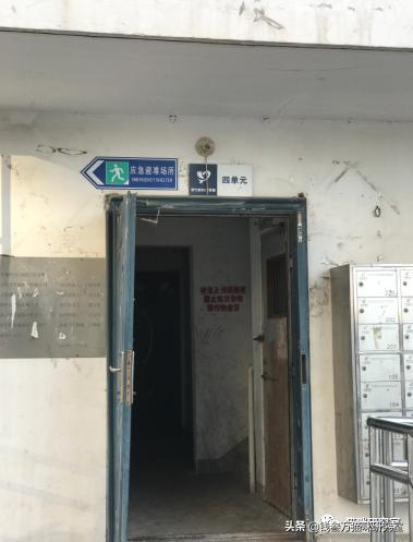 宠物托运全过程狗狗,宠物托运全过程国外