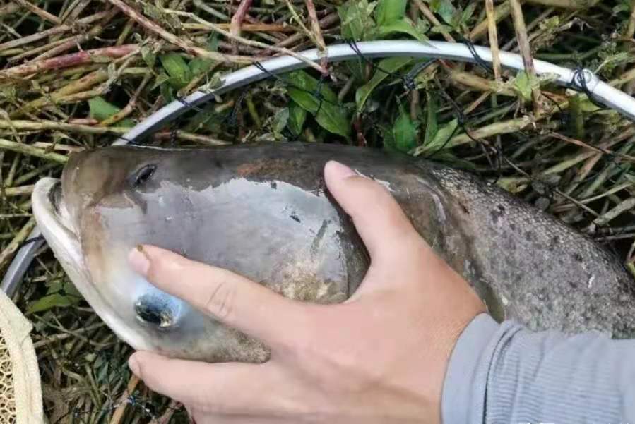 钓鲢鳙太过瘾,鲢鳙钓法全过程