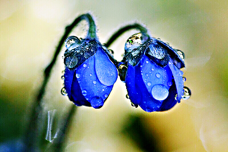 非洲紫罗兰盆栽,紫罗兰花卉盆栽图片