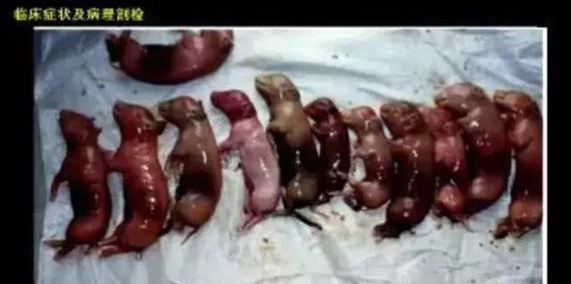 母猪怀孕后期死胎的表现,母猪肚子里有死胎怎么办