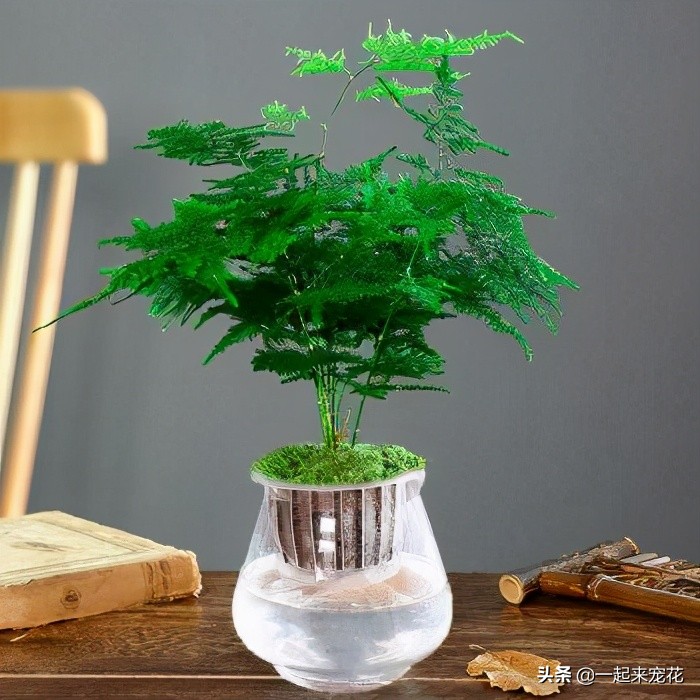 家中的盆栽花叶黑了怎么处理,家里的花花有黄叶怎么办