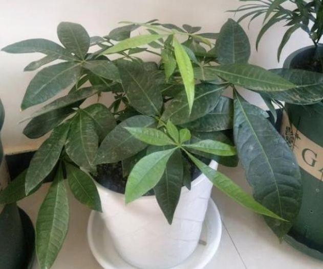 盆栽泥土结块,盆栽土流失怎样加土