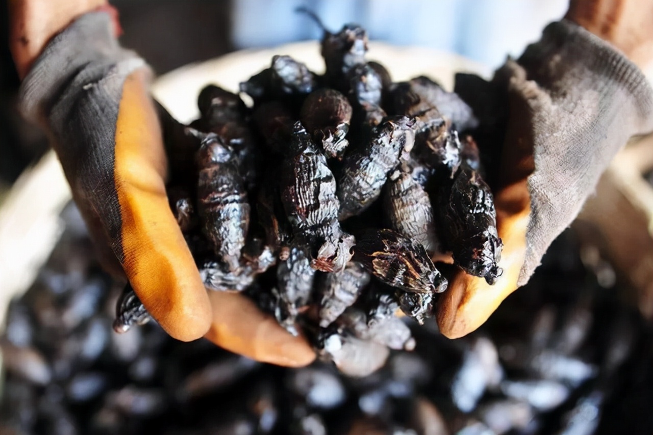 槟榔为什么很多人喜欢吃,槟榔价格最新行情今日还会起价吗