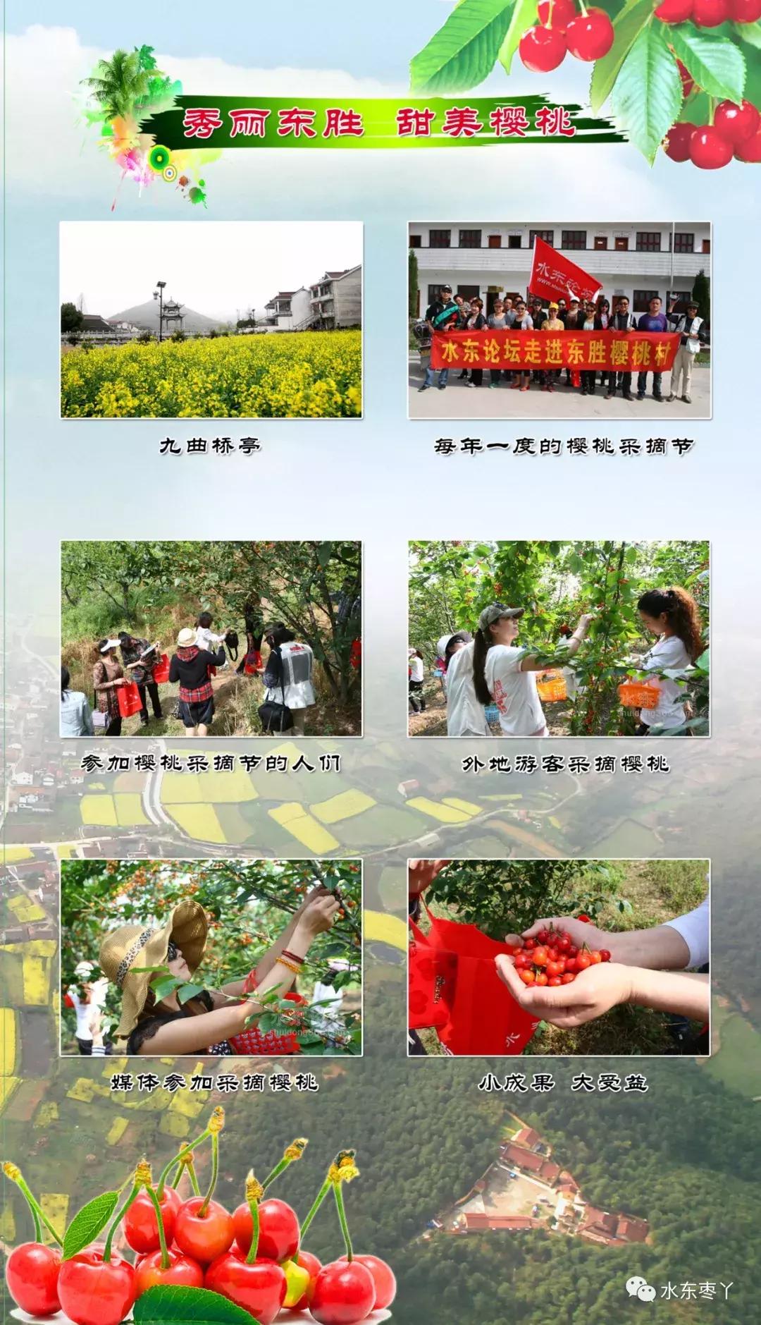 宣城本地现在还有樱桃采摘吗,宣城水东樱桃采摘