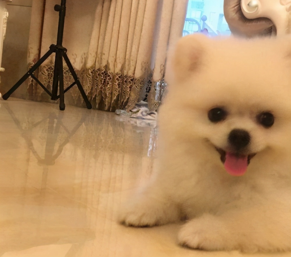 博美软便怎么办,博美拉稀臭味怎么回事