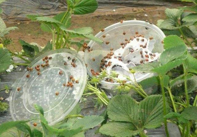 草莓蚜虫怎么治,草莓大棚蚜虫怎么处理