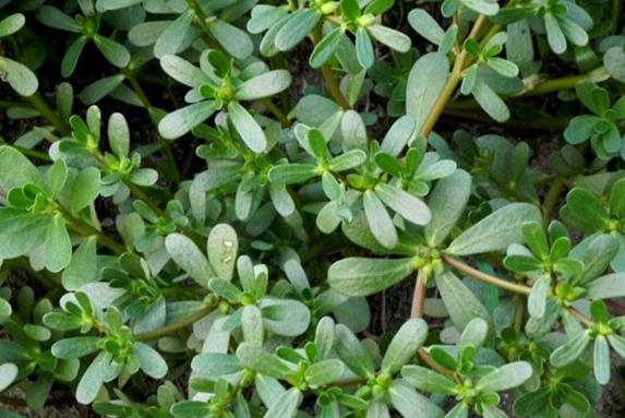 农村常见野菜马齿苋,马齿苋是最养人的野菜