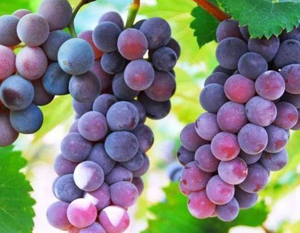 自制葡萄酒9岁以上的儿童能喝吗,自制葡萄酒上面一层白霉怎么处理