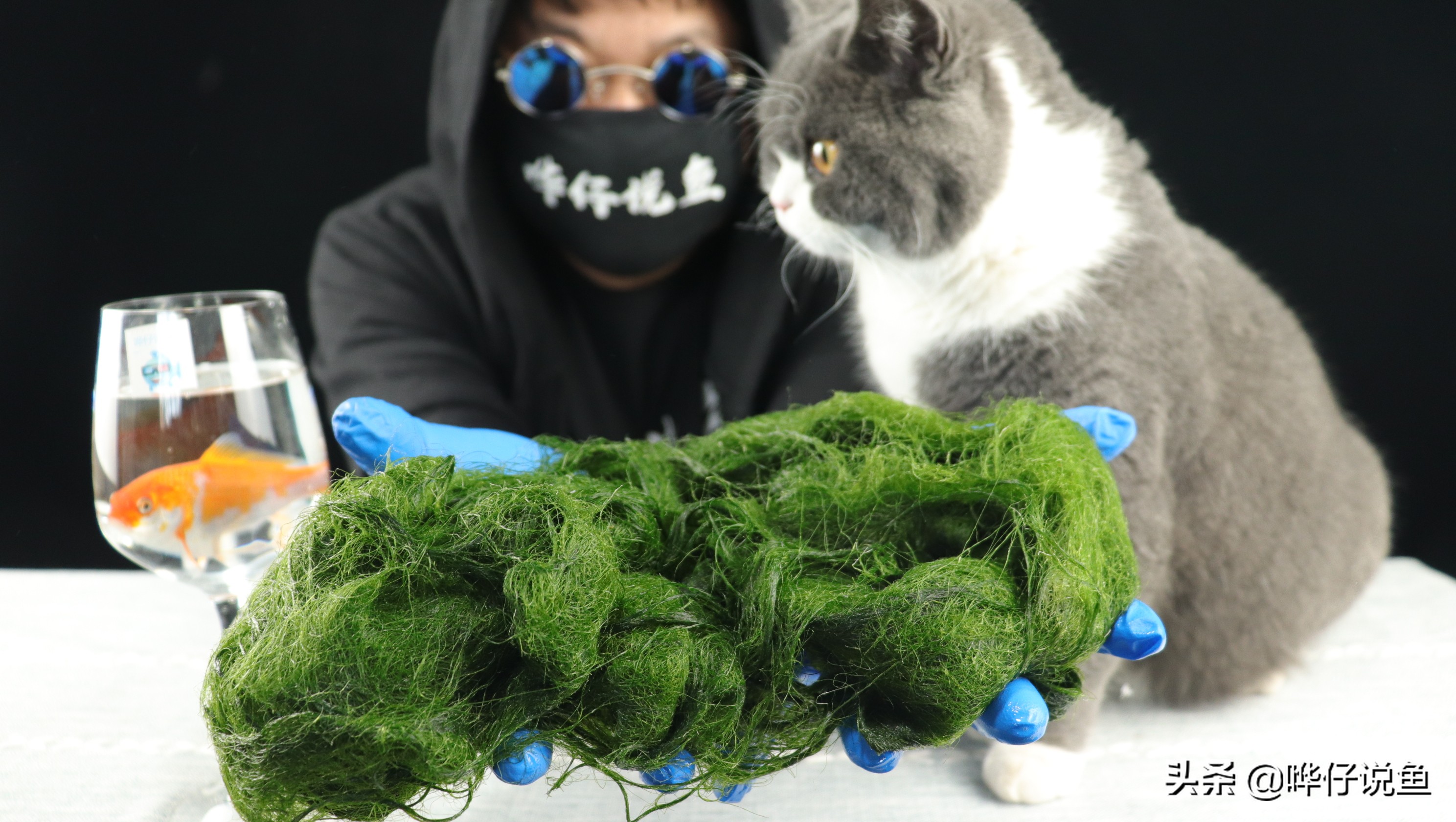 有什么办法让鱼缸不长褐藻吗,用什么办法能让鱼缸不长虫