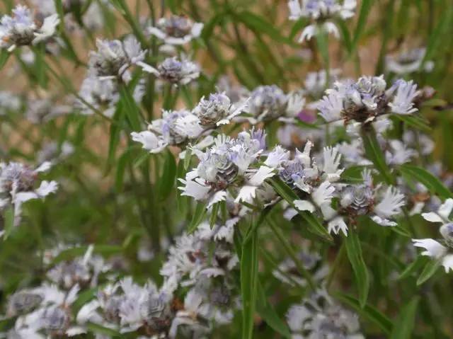 见到这种植物一定要珍惜,能找到钻石的植物