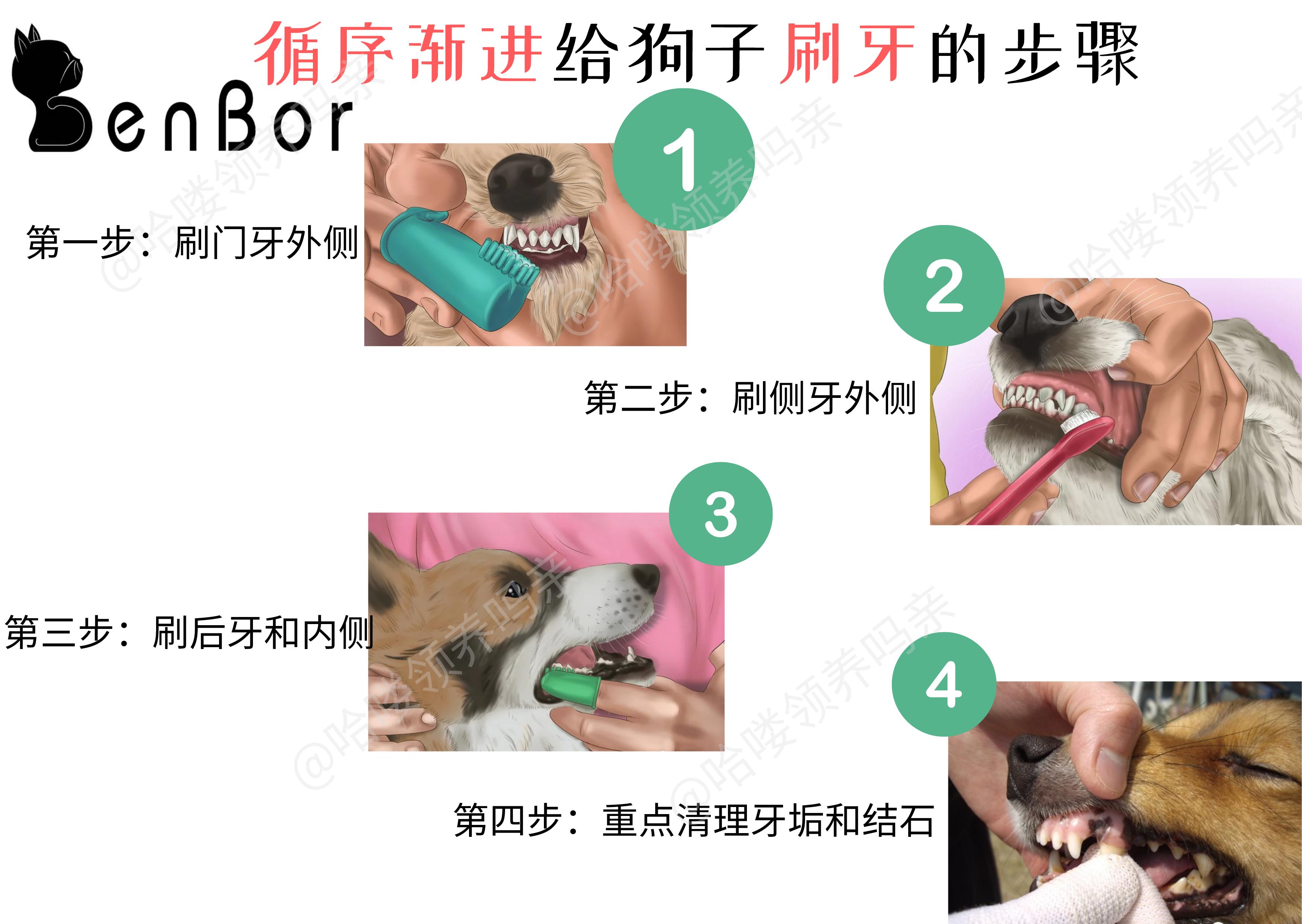 狗狗护牙方法大全,狗狗怎么护理狗牙