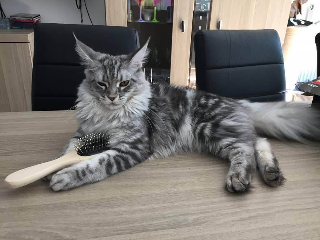 如何照护中老年猫？了解七大变化，做好这四件事，有助于猫咪长寿