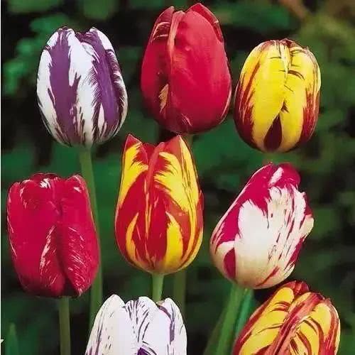 十大最贵的玫瑰花品种,世界上十大鲜花排名图片