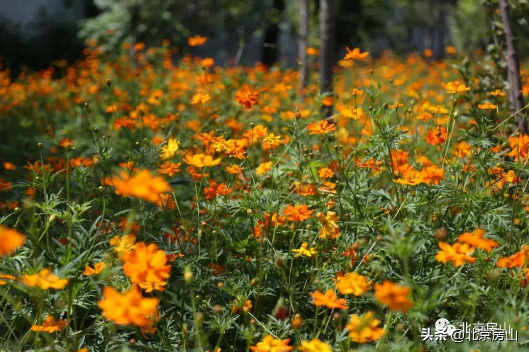 废弃的矿山正在改造成为一座公园,废弃矿坑改造成美丽公园