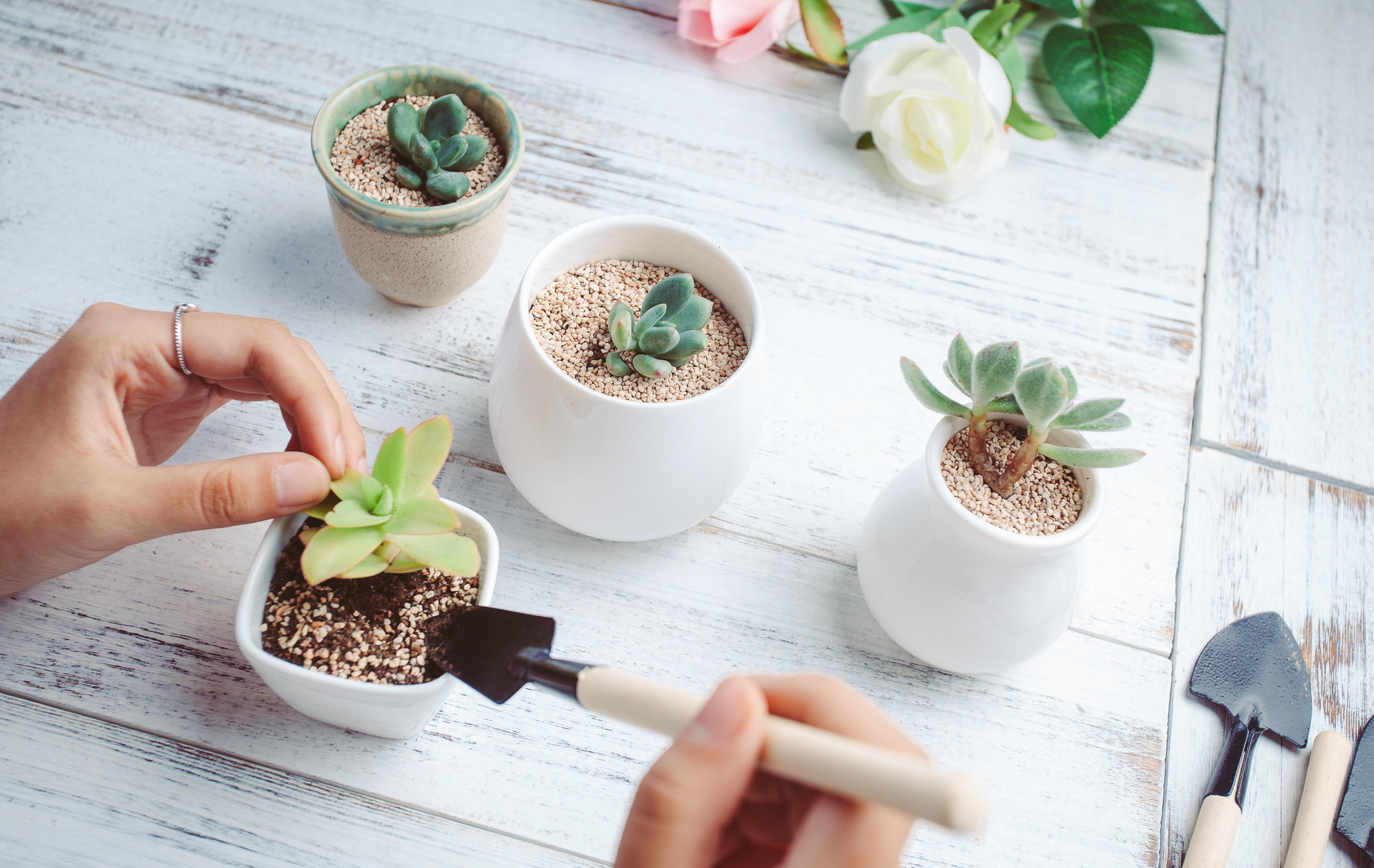 多肉植物里哪几种是有毒的,多肉植物有哪些有毒