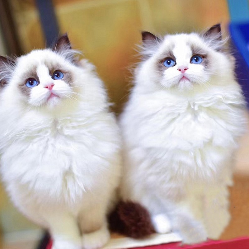 养了布偶猫后悔了,养布偶猫的坑