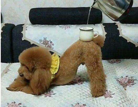 贵宾犬饲养的注意事项都有哪些,贵宾犬鲜有人知的6件事你知道吗