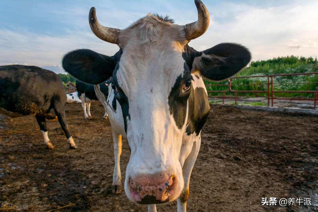 奶牛挤奶流程,奶站工作流程