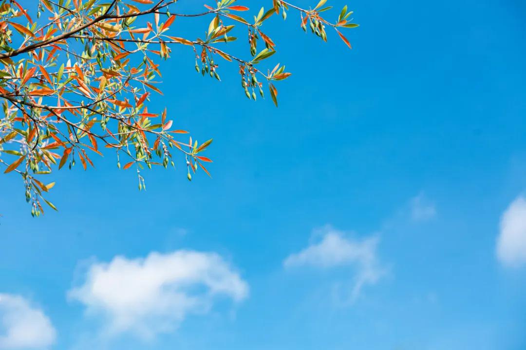 银耳菌怎么吃效果最好,冻干银耳秋季养生