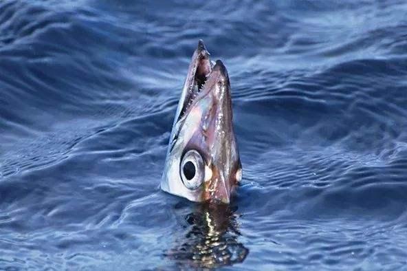 为什么市场不卖活带鱼只卖冻带鱼,为什么市场不卖活带鱼卖冻带鱼