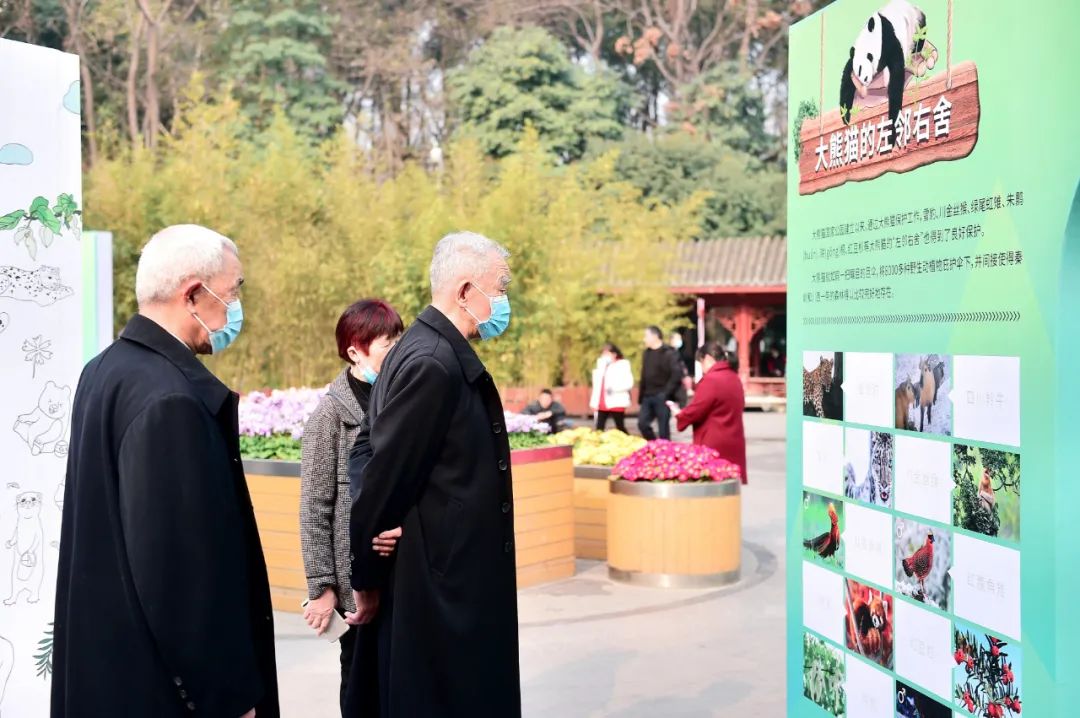 来成都看大熊猫攻略,成都看熊猫旅游攻略来了