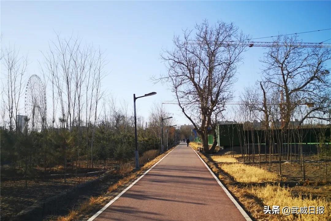 嘘！听说武威有棵树，四个人都抱不住