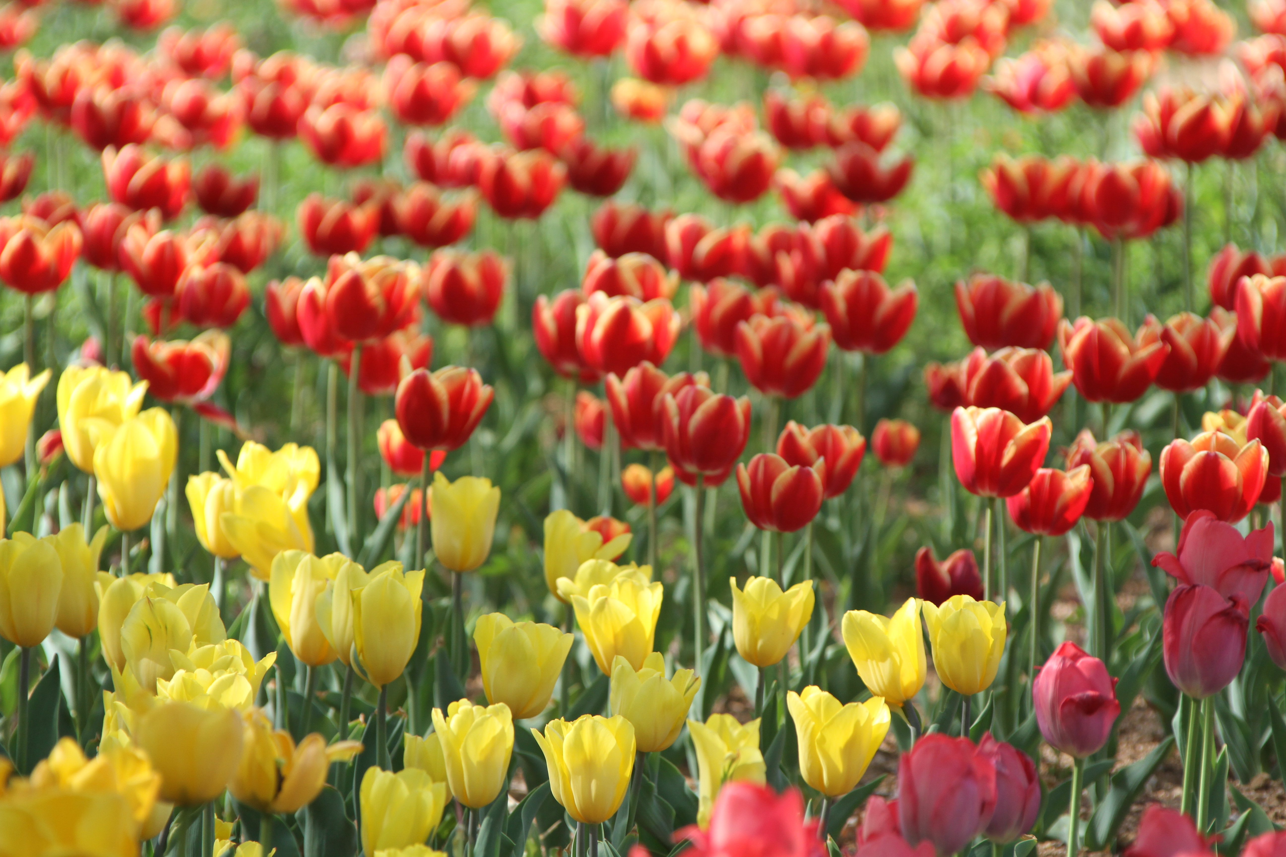 荷兰郁金香花风景图片,荷兰花海的郁金香真漂亮