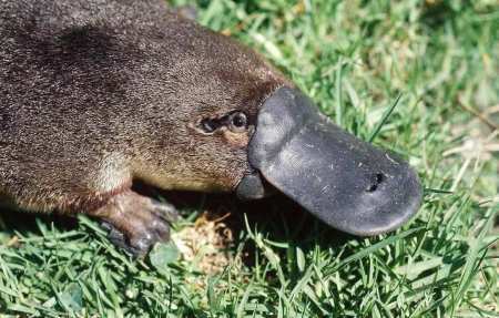 澳大利亚冷知识，独特的动物，你知道几个？