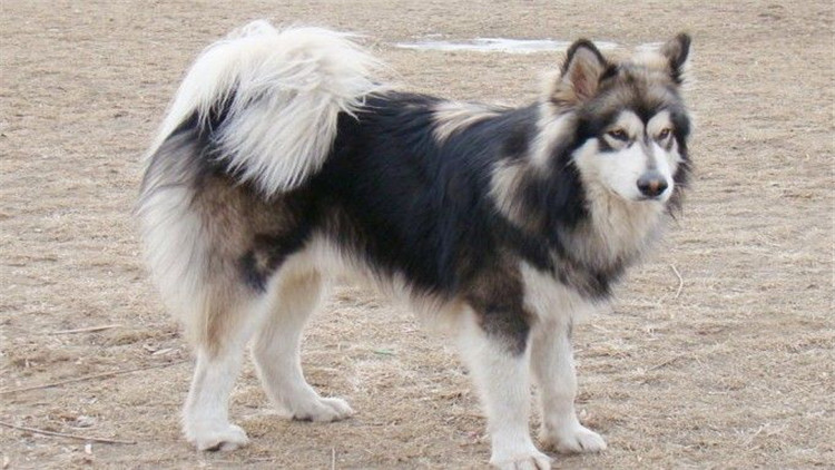 狗狗长小疙瘩,狗狗长皮肤病还会长出新毛吗