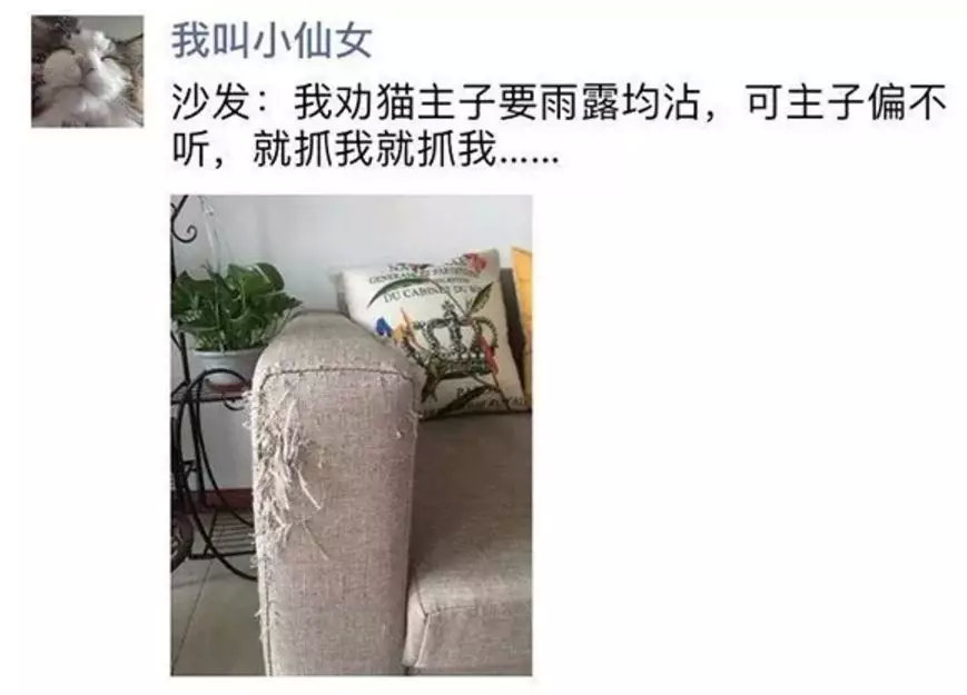 养猫包包,养猫保健药