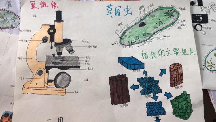 生物绘图大赛图片大全,地理生物绘图比赛