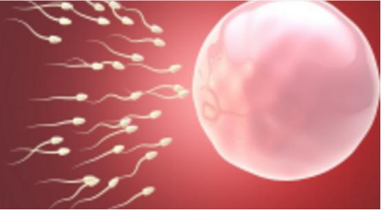 你了解人工授精吗,你了解你的卵泡吗