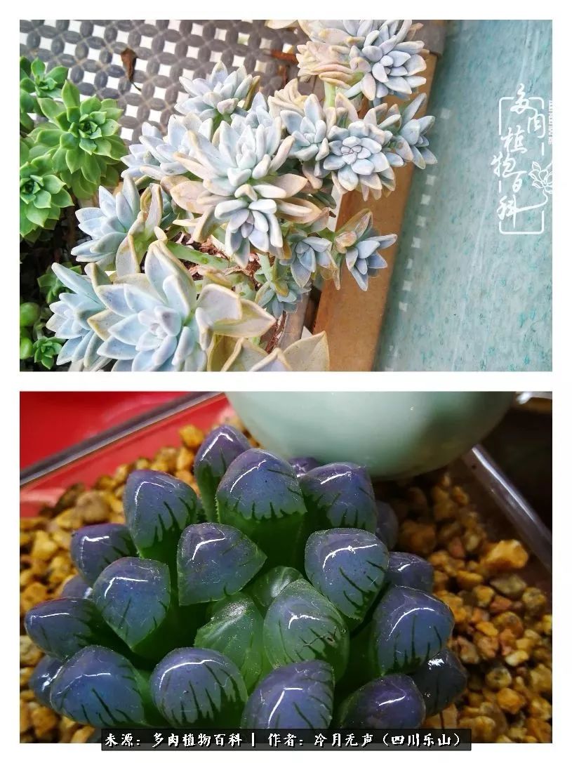 时光见证多肉故事,关于多肉的故事
