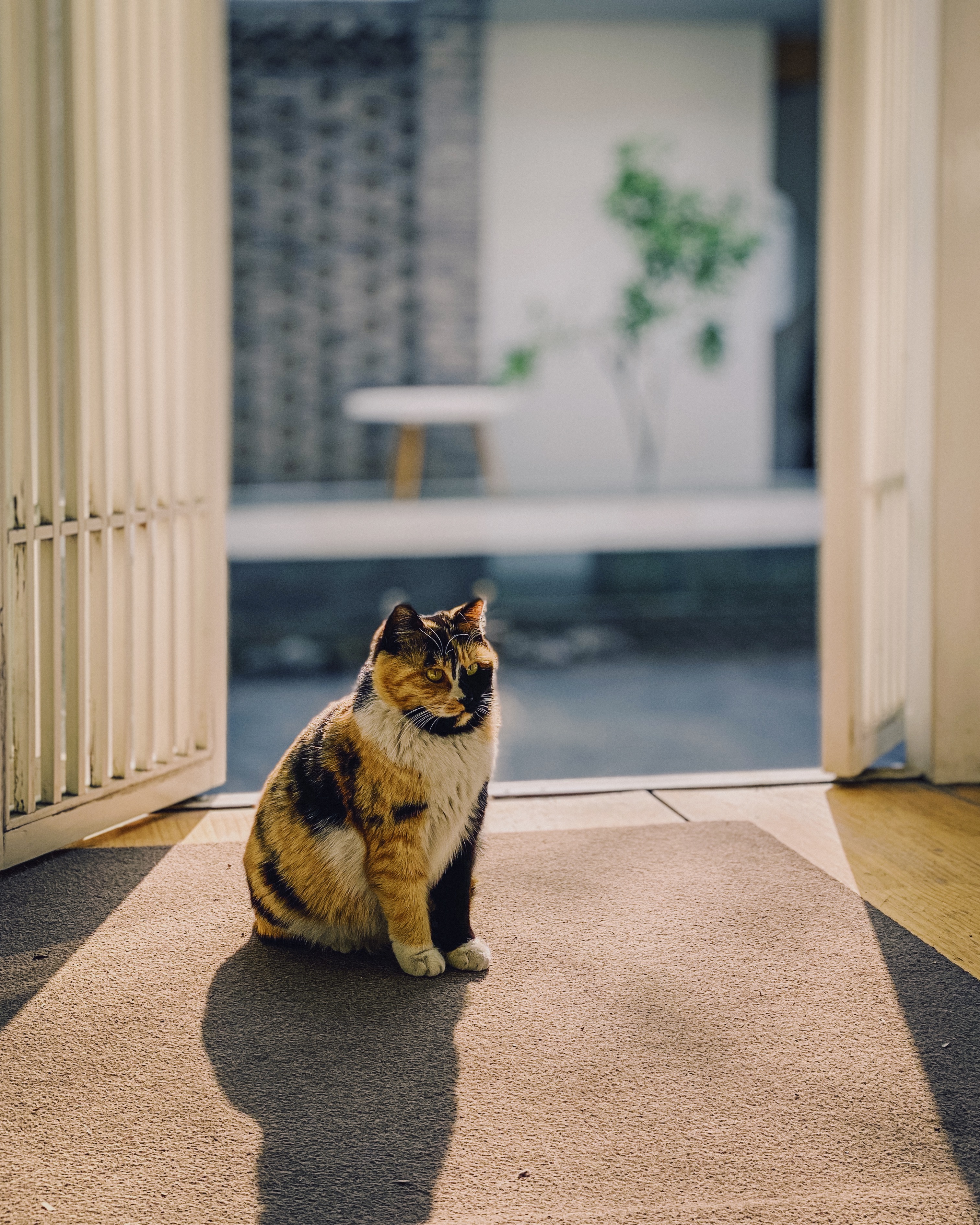 手机拍摄技巧iphone入门,0基础学会iphone拍摄技巧