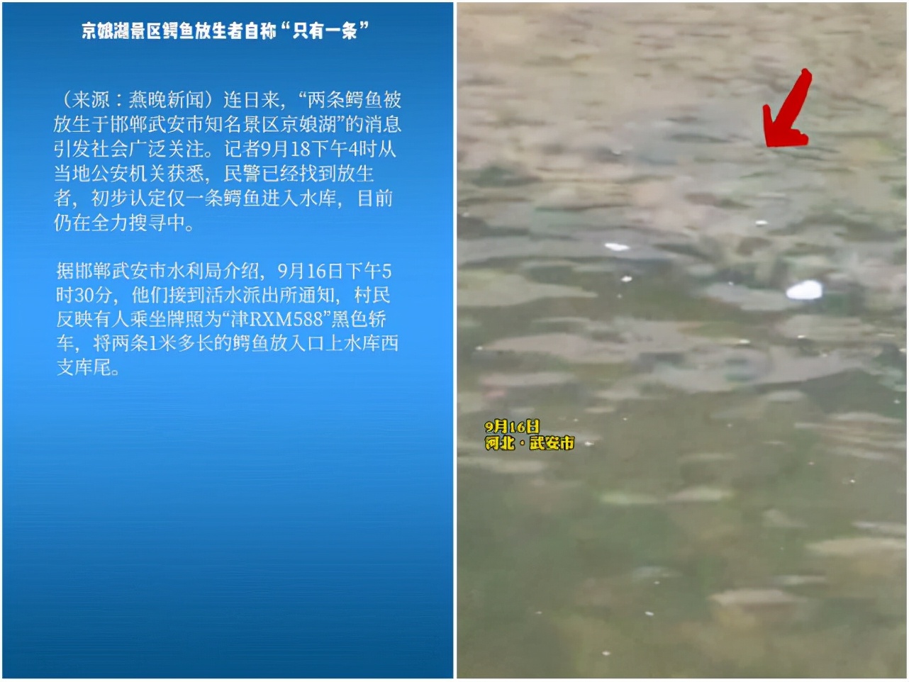 武安市放生鳄鱼抓住了吗,河北武安市放生鳄鱼