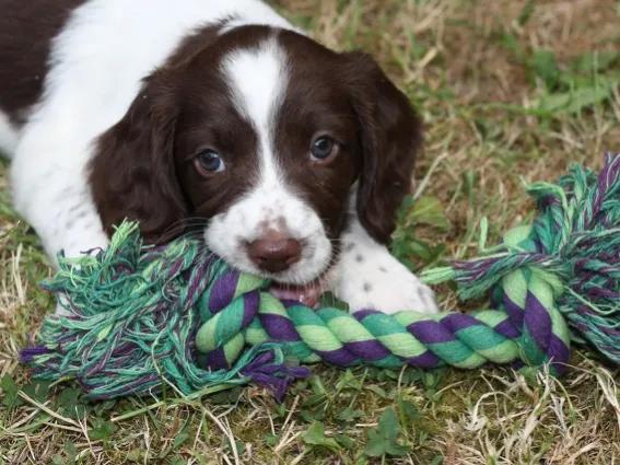 一只狗的自述翻唱,一只狗自述