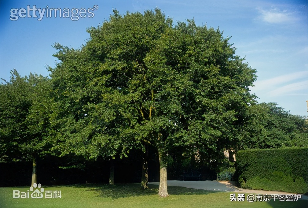 真火壁炉适合什么木材,真火壁炉燃料