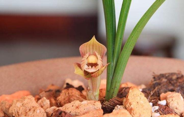 兰花带花蕾大苗图片,带花苞的兰花是什么样子的