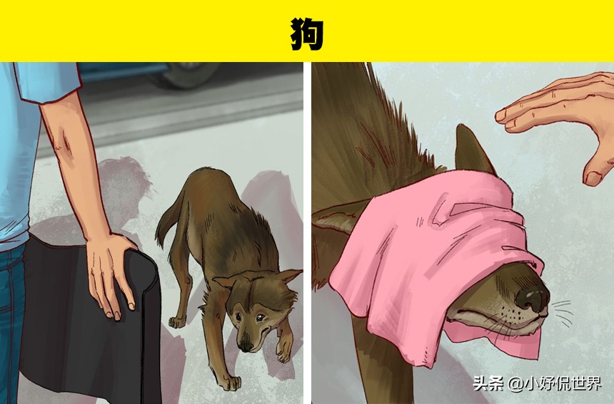 各种受伤处理方式,遇到野生动物受伤该怎么办