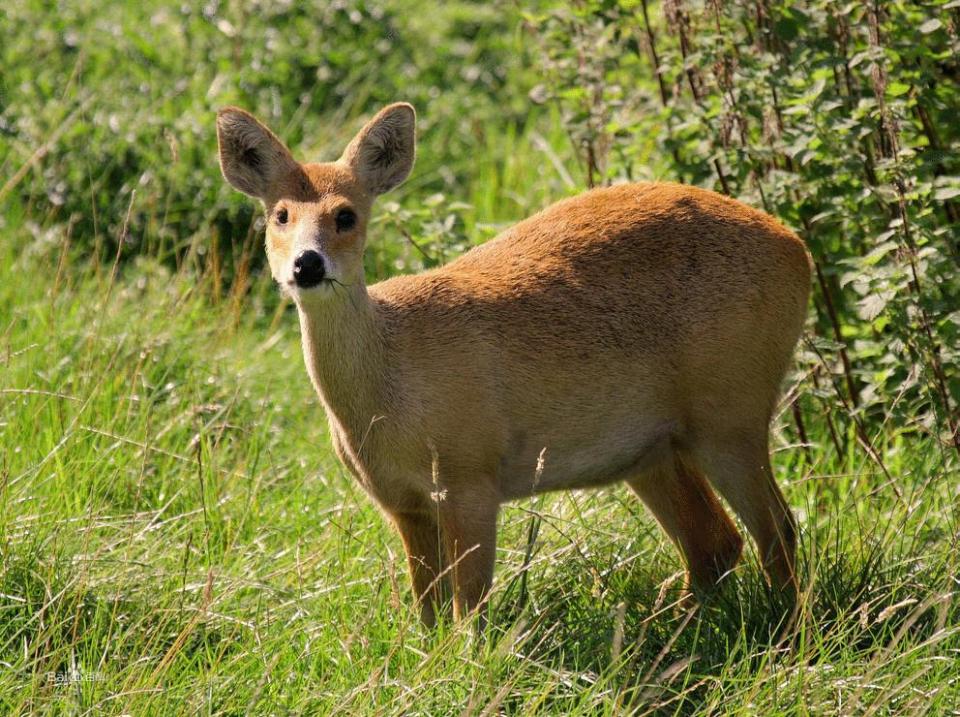 奸相李林甫,唐朝著名奸相李林甫逝世
