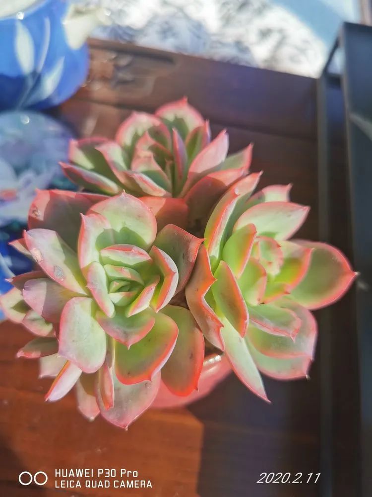 人生就像养多肉一样,人生如同养多肉时间不会怠慢