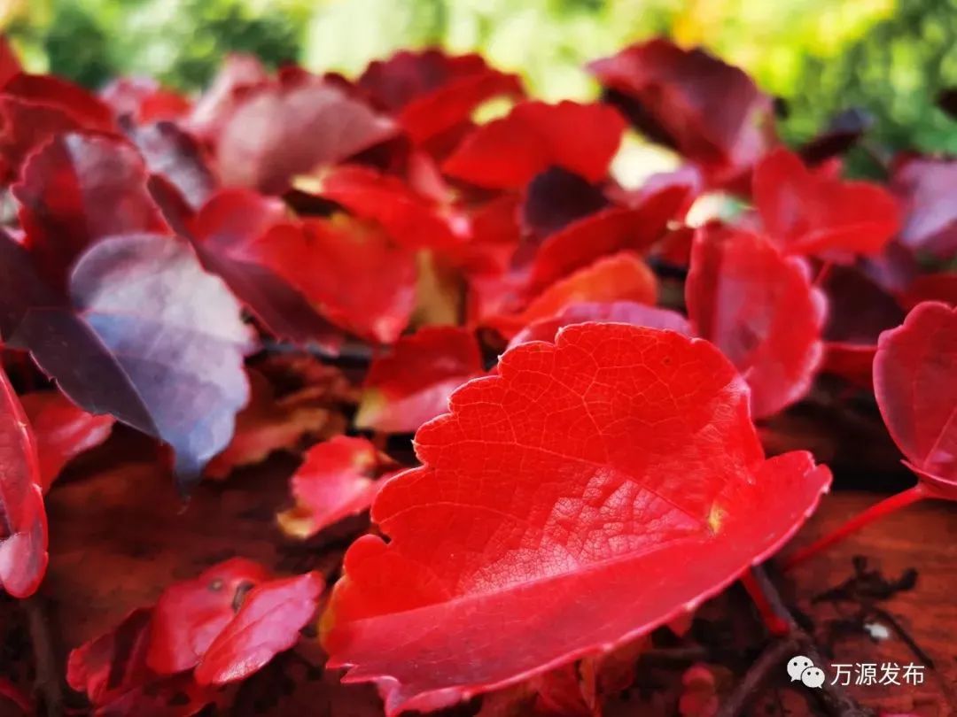 看万山红遍层林,看漫山红遍层林尽染国画