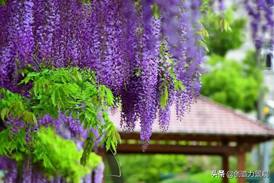 三种最旺家的爬藤植物,最好种的爬藤植物