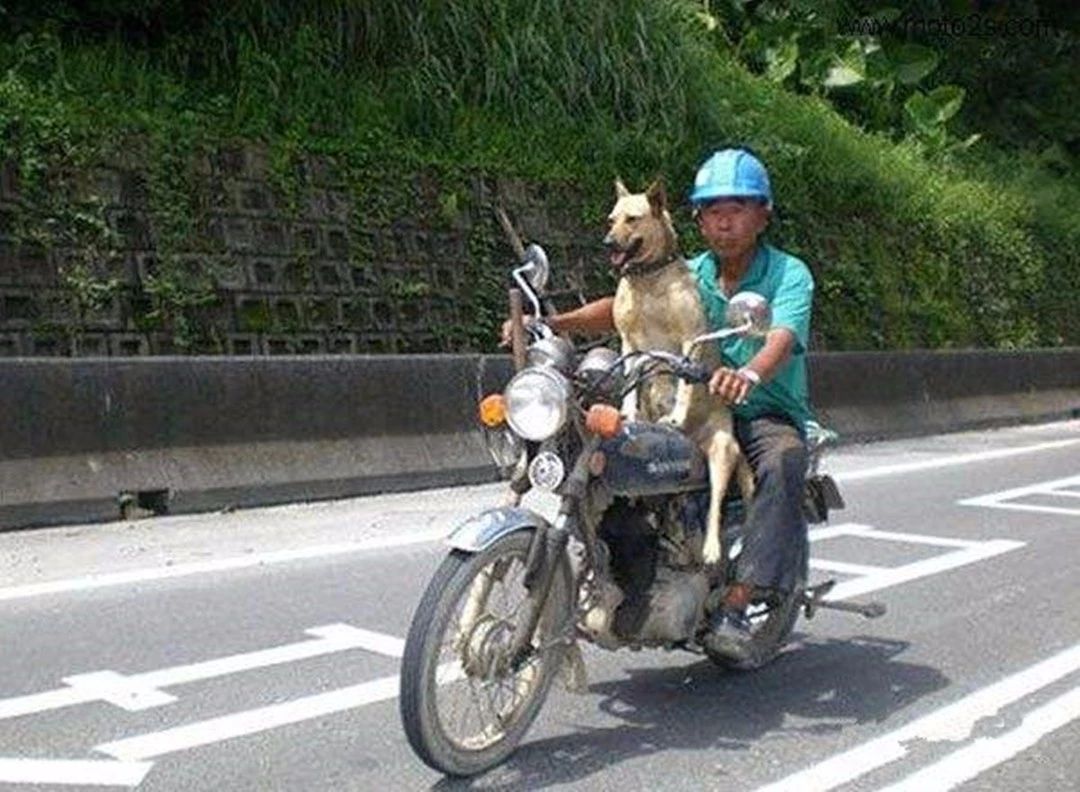 主人骑摩托车带宠物狗回家,主人带狗狗骑小摩托回去