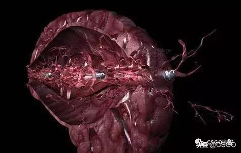 csgo闪光弹被人挡住了还会被闪吗,csgo与现实对比